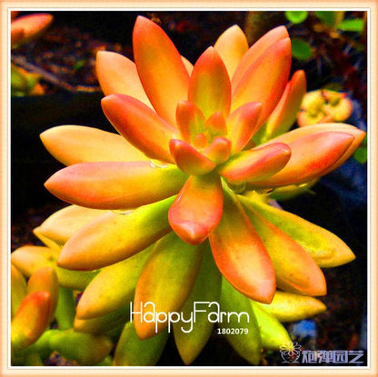 Lithops Seeds - 99 Varieties, Succulent & Bonsai Plants for Office - Fast Shipping & High Germination Rate