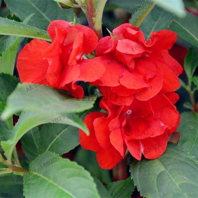 Bonsai Impatiens Seeds - Touch-Me-Not Flower Seeds for Home & Garden Planting - Easy Grow Bonsai Plants