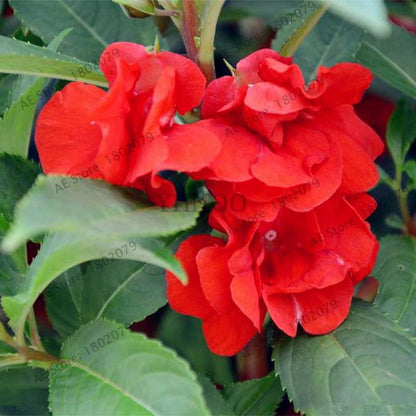 Bonsai Impatiens Seeds - Touch-Me-Not Flower Seeds for Home & Garden Planting - Easy Grow Bonsai Plants