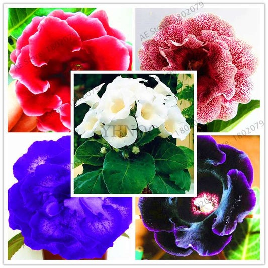 Climbing Gloxinia Seeds - Perennial Sinningia Speciosa Bonsai Flowers for Balcony & Garden Planting