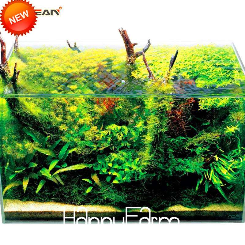 Aquarium Grass Seeds - Random Aquatic Plants for Indoor Tank Beautification | Fast-Growing Water Grass