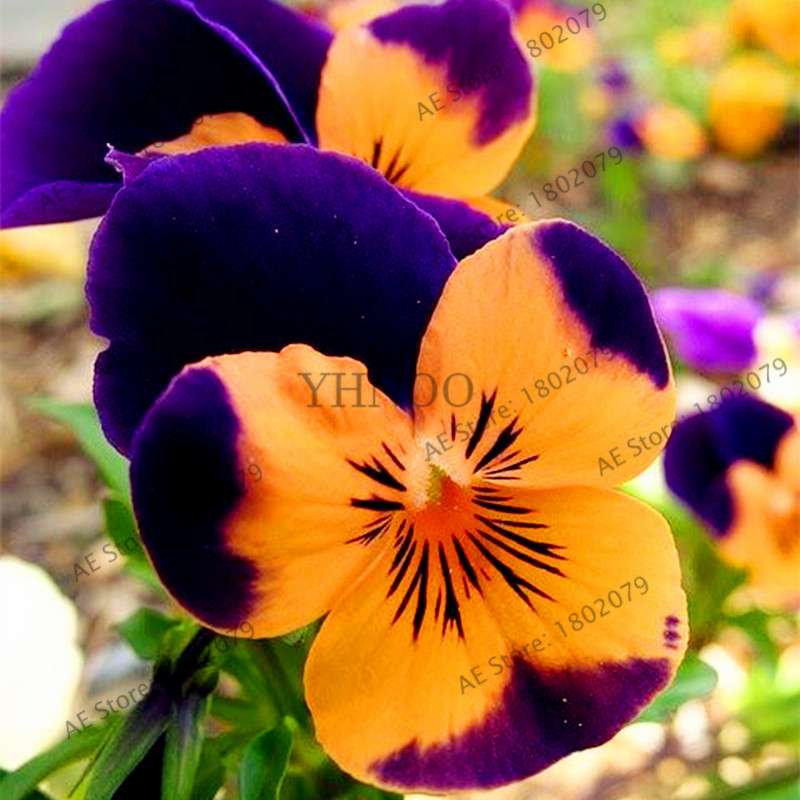 24 Colors Wavy Pansy Seeds - Viola Tricolor for Indoor Bonsai & Home Garden Planting
