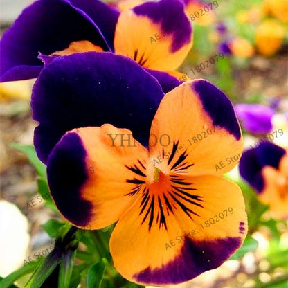 24 Colors Wavy Pansy Seeds - Viola Tricolor for Indoor Bonsai & Home Garden Planting