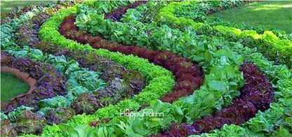 Italian Lettuce Seeds - Tasty, Easy to Grow, Perfect for Salads & DIY Home Gardening | Non-GMO