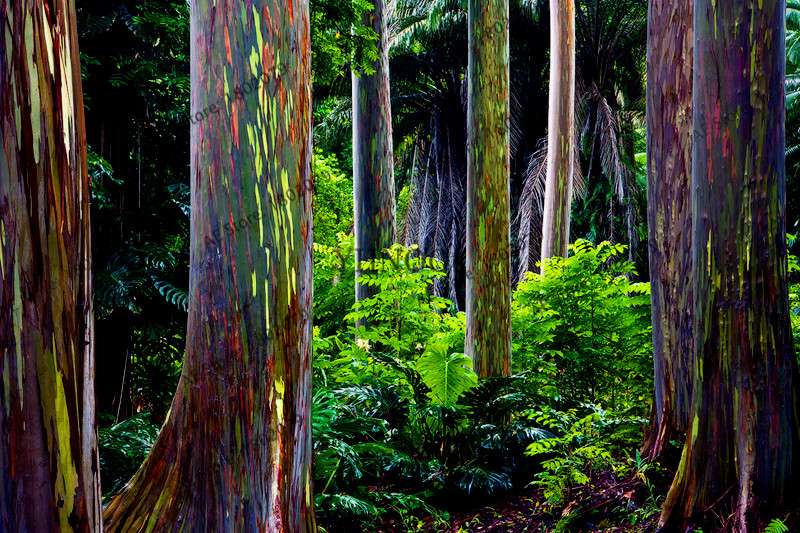Rainbow Eucalyptus Seeds - Tropical Showy Tree for Garden Planting - Rare Eucalyptus Deglupta