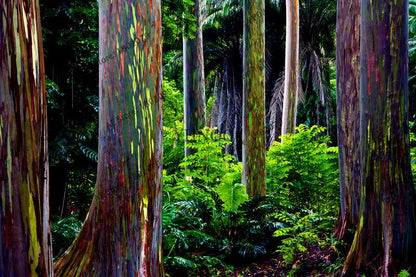 Rainbow Eucalyptus Seeds - Tropical Showy Tree for Garden Planting - Rare Eucalyptus Deglupta