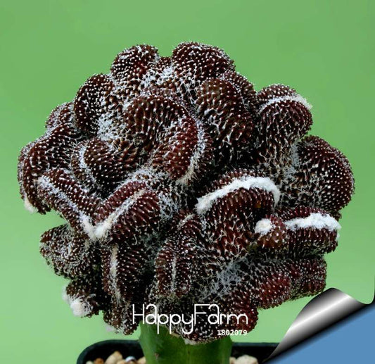Echinopsis Tubiflora Cactus Seeds - Rare Succulent Flower, Fast-Growing & Exotic