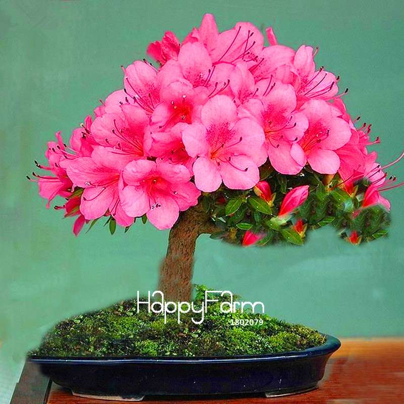 Azalea Flower Seeds - Vibrant Indoor Bonsai Plants for Home & Garden | Easy to Grow