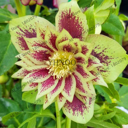 Christmas Rose Seeds (Helleborus Niger) - for Home, Courtyard & Bonsai Planting | Novelty Plant Gift