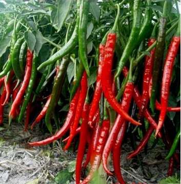 Giant Spicy Red Chili Pepper Seeds - Hot Heirloom Plants for Garden, Pots & Balcony - Non-GMO Bonsai Seeds