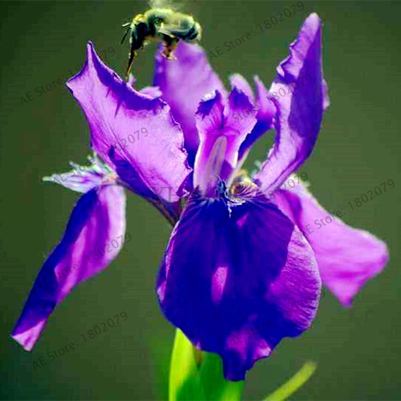 Mixed Color Bearded Iris Seeds - Rare Orchid-Like Flowers for Garden Planting, DIY Home Gardening