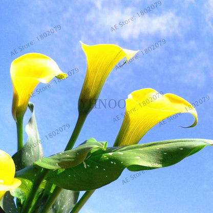 Rare Mixed Color Calla Lily Seeds - Beautiful Bonsai Flowers for Home Garden & Backyard Planting