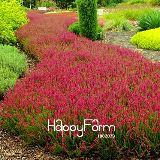 Scotch Heather Seeds (Calluna Vulgaris) - Easy-Grow DIY Garden Flowers for Home Landscaping | Fast Shipping