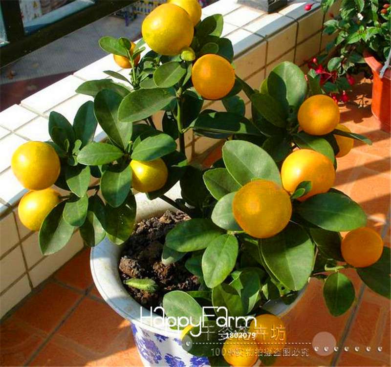 Kaffir Lime Seeds - 95% Sprout Rate, Potted Balcony Planting, All Seasons - High-Quality Lemon Seeds