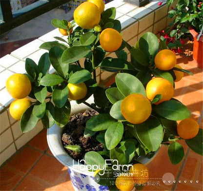 Kaffir Lime Seeds - 95% Sprout Rate, Potted Balcony Planting, All Seasons - High-Quality Lemon Seeds
