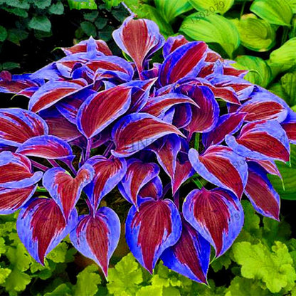 Hosta Seeds - Perennial Shade-Loving Lily Flower Plants for Home & Garden | Fast-Growing & Easy Care