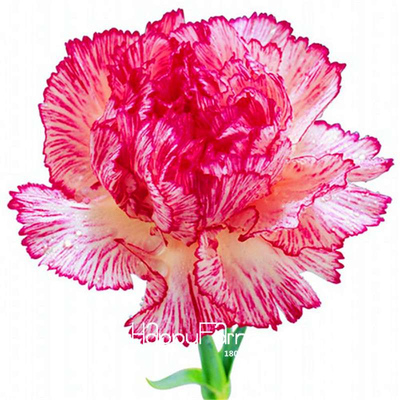 Black Carnation Flower Seeds - Rare Dianthus Bonsai Plants for Home Garden, Unique & Exotic Blooms