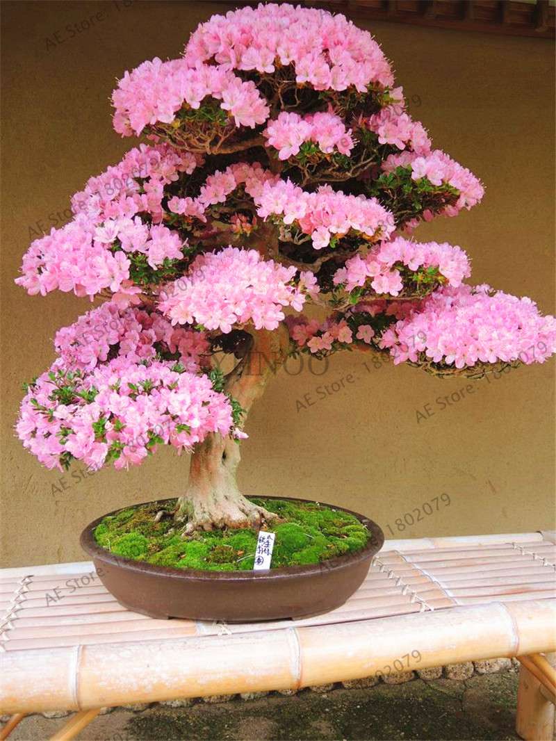 Rare Azalea Bonsai Seeds - DIY Home Garden Plants, Sakura-Like Blooms - Grow Japanese Cherry Flowers