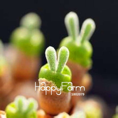 Colorful Monilaria Obconica Seeds - Little Rabbit Succulent Mix for Potted Bonsai & Home Garden