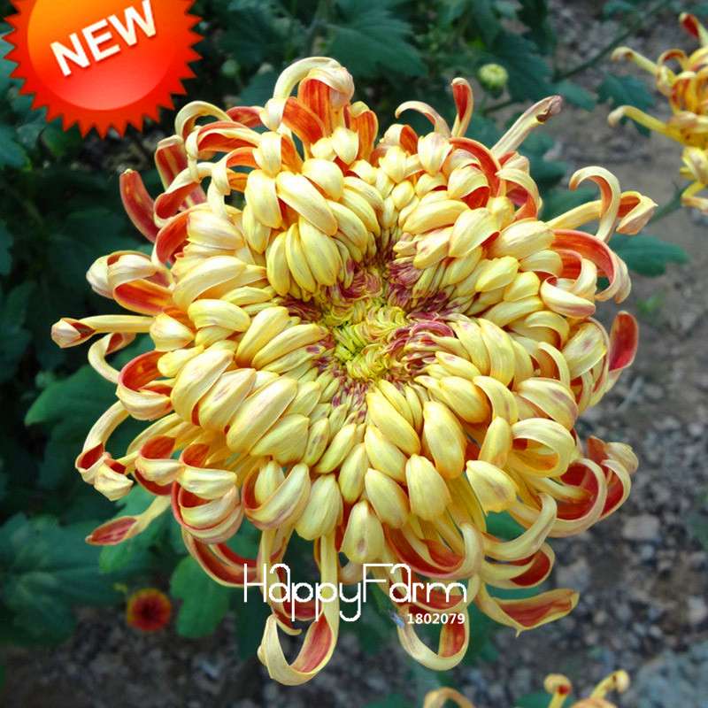 Orange Chrysanthemum Fireworks Flower Seeds - Bonsai Balcony Garden, Fast Shipping USA