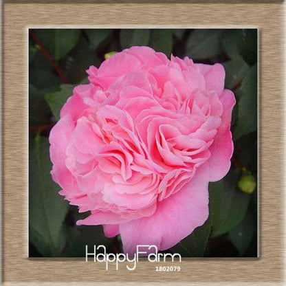 24-Color Camellia Seeds Kit - for Potted Plants, Bonsai & Garden Flowers | Fast-Growing & Vibrant Blooms