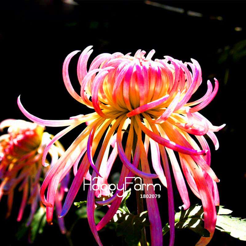 Fragrant Chrysanthemum Seeds - Colorful Bonsai Flower Seeds for Home Garden Planting