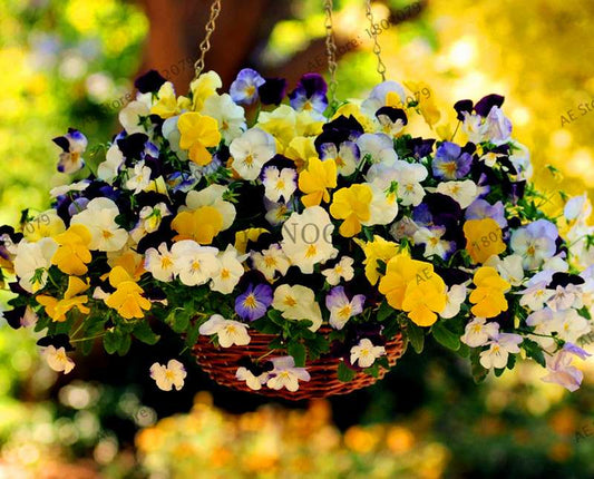 24 Colors Wavy Pansy Seeds - Viola Tricolor for Indoor Bonsai & Home Garden Planting