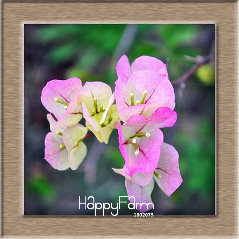 9 Varieties Bougainvillea Spectabilis Seeds - Perennial Bonsai & Flowering Plants