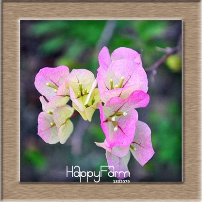 9 Varieties Bougainvillea Spectabilis Seeds - Perennial Bonsai & Flowering Plants