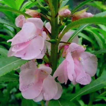 Bonsai Impatiens Seeds - Touch-Me-Not Flower Seeds for Home & Garden Planting - Easy Grow Bonsai Plants