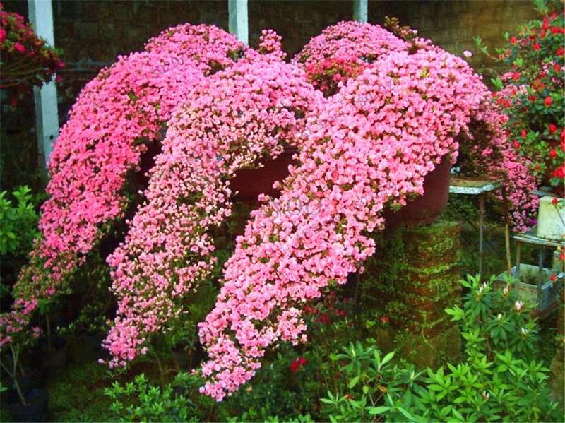 Rare Azalea Bonsai Seeds - DIY Home Garden Plants, Sakura-Like Blooms - Grow Japanese Cherry Flowers