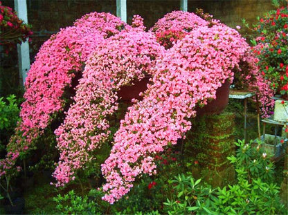 Rare Azalea Bonsai Seeds - DIY Home Garden Plants, Sakura-Like Blooms - Grow Japanese Cherry Flowers