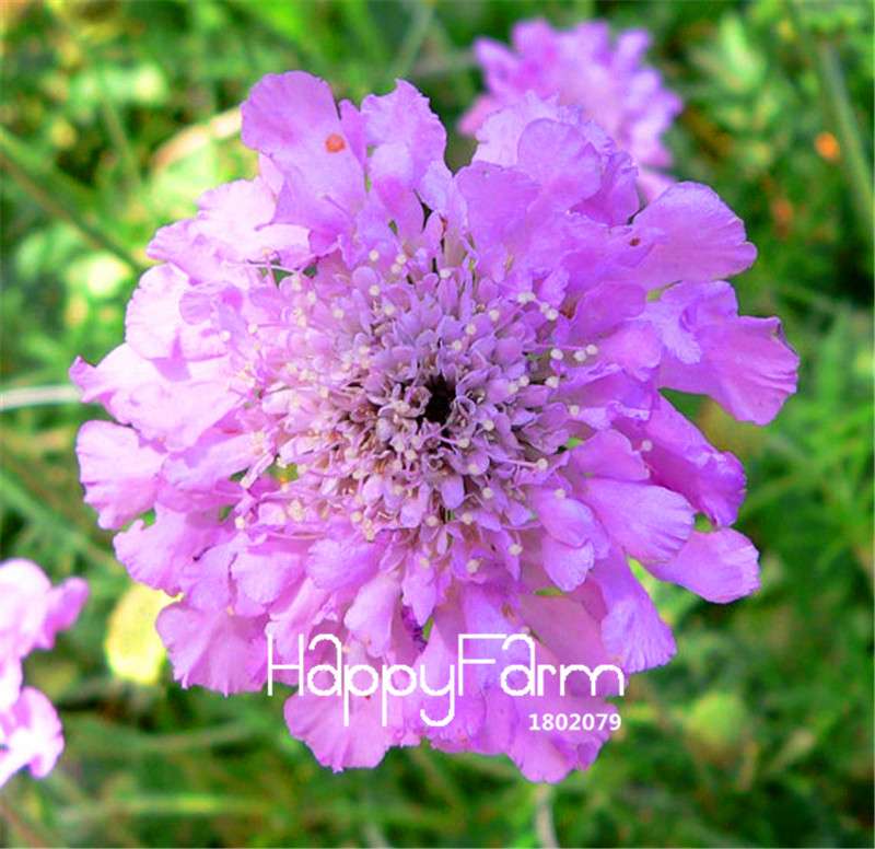 Scabiosa Pincushion Flower Seeds - Perennial Garden & Bonsai Blooms | Fast US Shipping