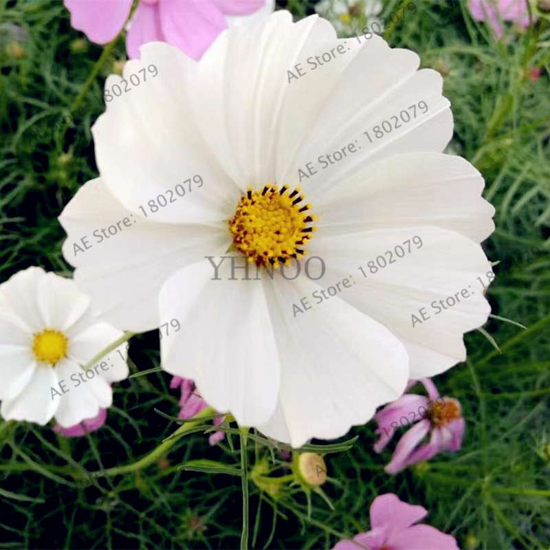 Cosmos Flower Seeds - Mixed Bonsai Seeds for DIY Home & Garden Planting - Easy Grow