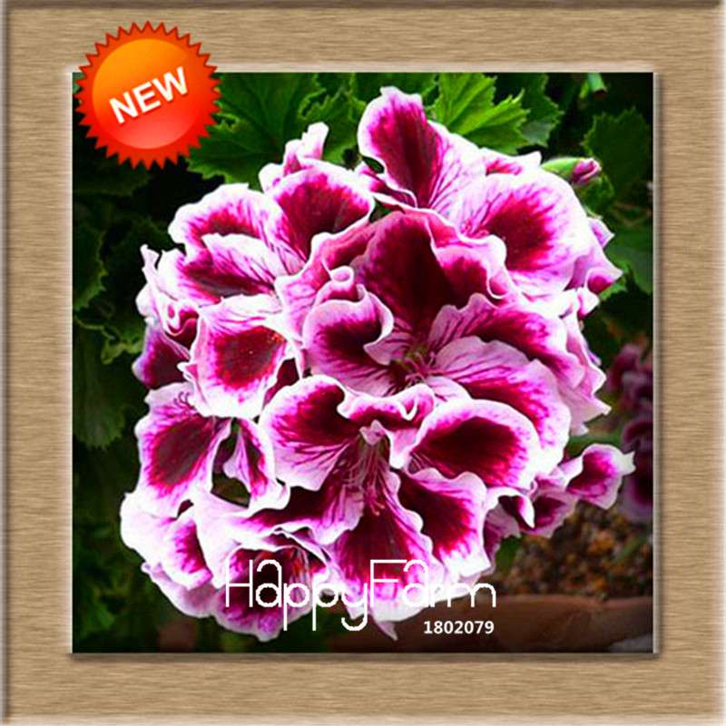 Pelargonium Peltatum Seeds - Geranium Flower Seeds, 17 Colors, Perennial Blooms for Garden & Containers