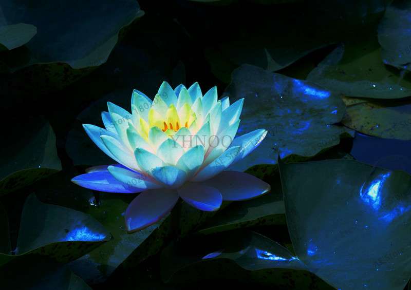 Lotus Flower Seeds - Aquatic Water Lily Plants for Home Garden Planting