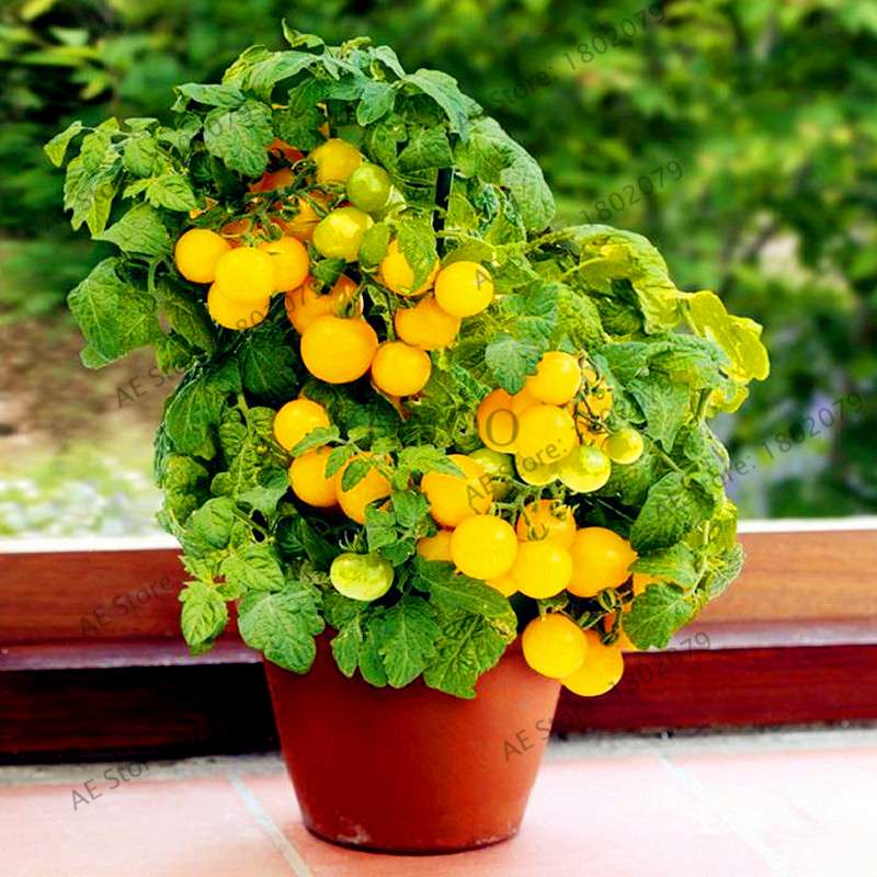 Bonsai Tomato Seeds - Easy to Grow Perennial Plant for Home & Garden, Healthy Fruit & Veggies