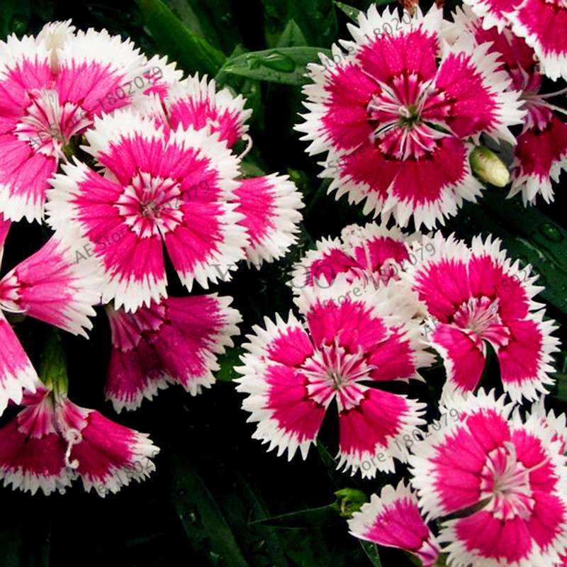 Dianthus Seeds - 24 Vibrant Colors, Easy to Grow, High Germination for DIY Garden Flowers | Fast Shipping