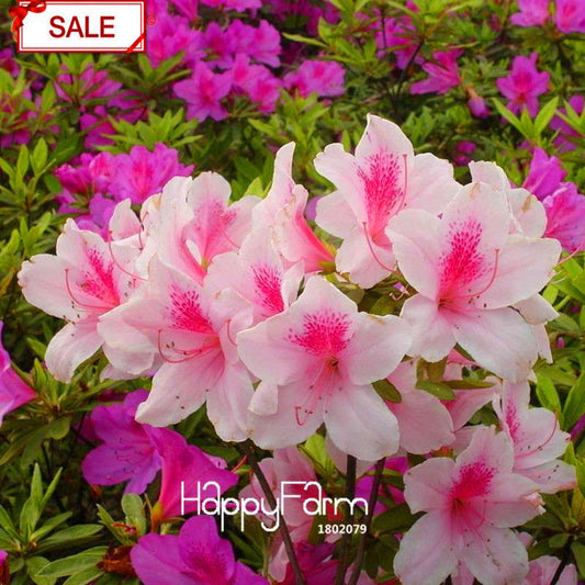 Bonsai Koshiro Azalea Seeds - for Balcony & Potted Flowers | Fast-Growing Sims Azalea