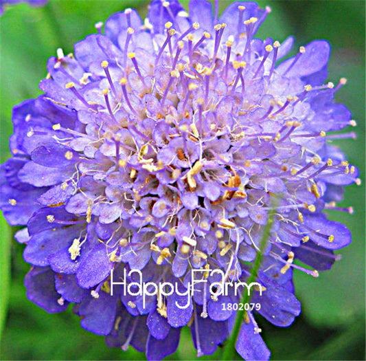 Scabiosa Pincushion Flower Seeds - Perennial Garden & Bonsai Blooms | Fast US Shipping