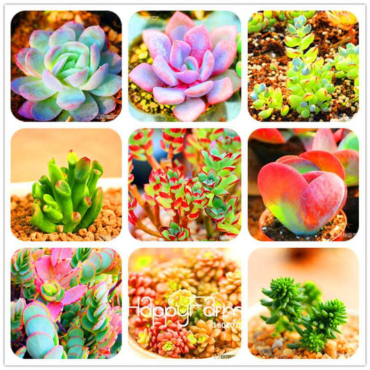 Rare Succulents Seeds - 99 Varieties, Lithops & Bonsai Plants for Office & Home