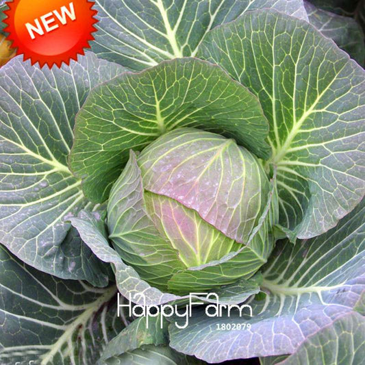 Giant Russian Cabbage Seeds - Rare, Nutrient-Rich for Home Gardening