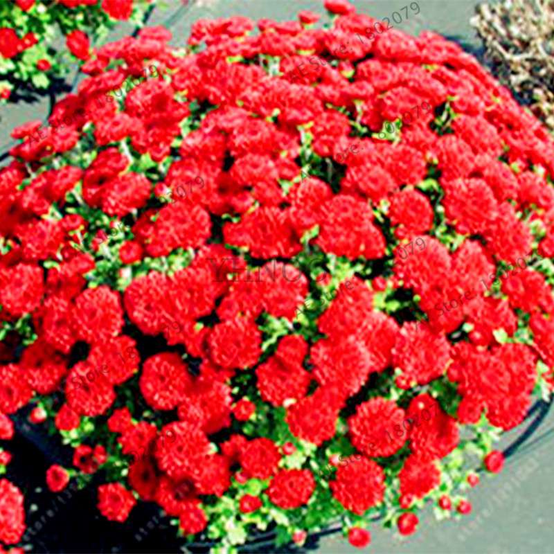 Rare Ground-Cover Chrysanthemum Seeds - Easy-Grow Perennial Bonsai Flowers for Home & Garden