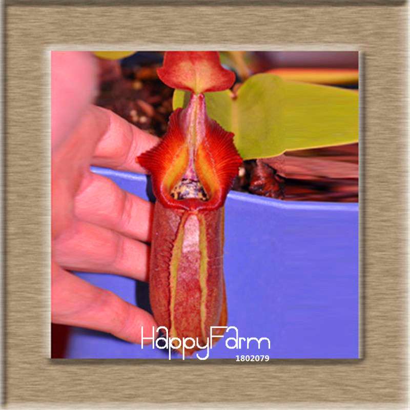 Nepenthes Seeds - Carnivorous Bonsai Plants for Balcony, Potted, Home Garden (11 Varieties)