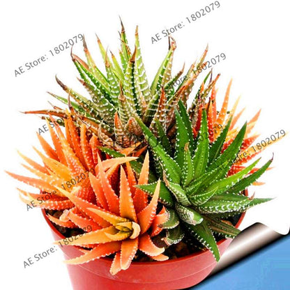 Succulent Seeds Kit - Aloe Vera, Edible Beauty Plants, Bonsai & Perennial Flowers for Home Garden