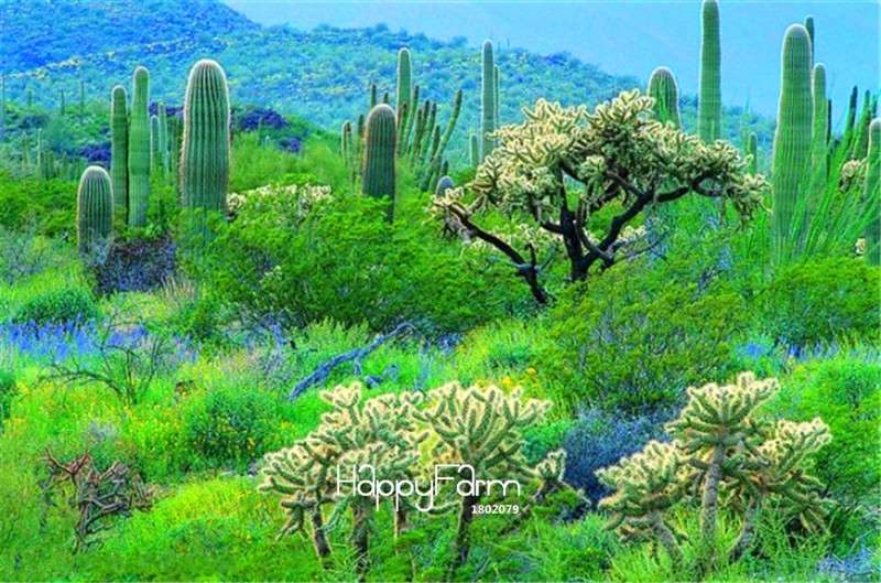 Succulent Seeds Mix - Stone Cactus, Tetragonia, Potted Flowers - Easy Grow, Rare Varieties