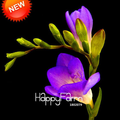 Premium Purple Freesia Seeds - Vibrant Orchid-Like Blooms for Home Garden
