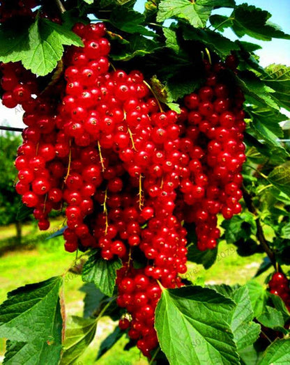 Organic Gooseberry Seeds - Fresh, Nutrient-Rich Perennial Fruit Seeds for Home Gardening