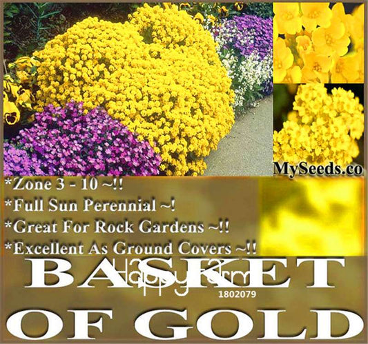 Basket of Gold Alyssum Seeds - Perennial, Cold Hardy, Perfect for Rock Gardens & Landscaping