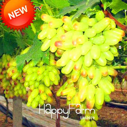 Rare Green Finger Grape Seeds - Sweet Natural Fruit, Home Gardening, Non-GMO